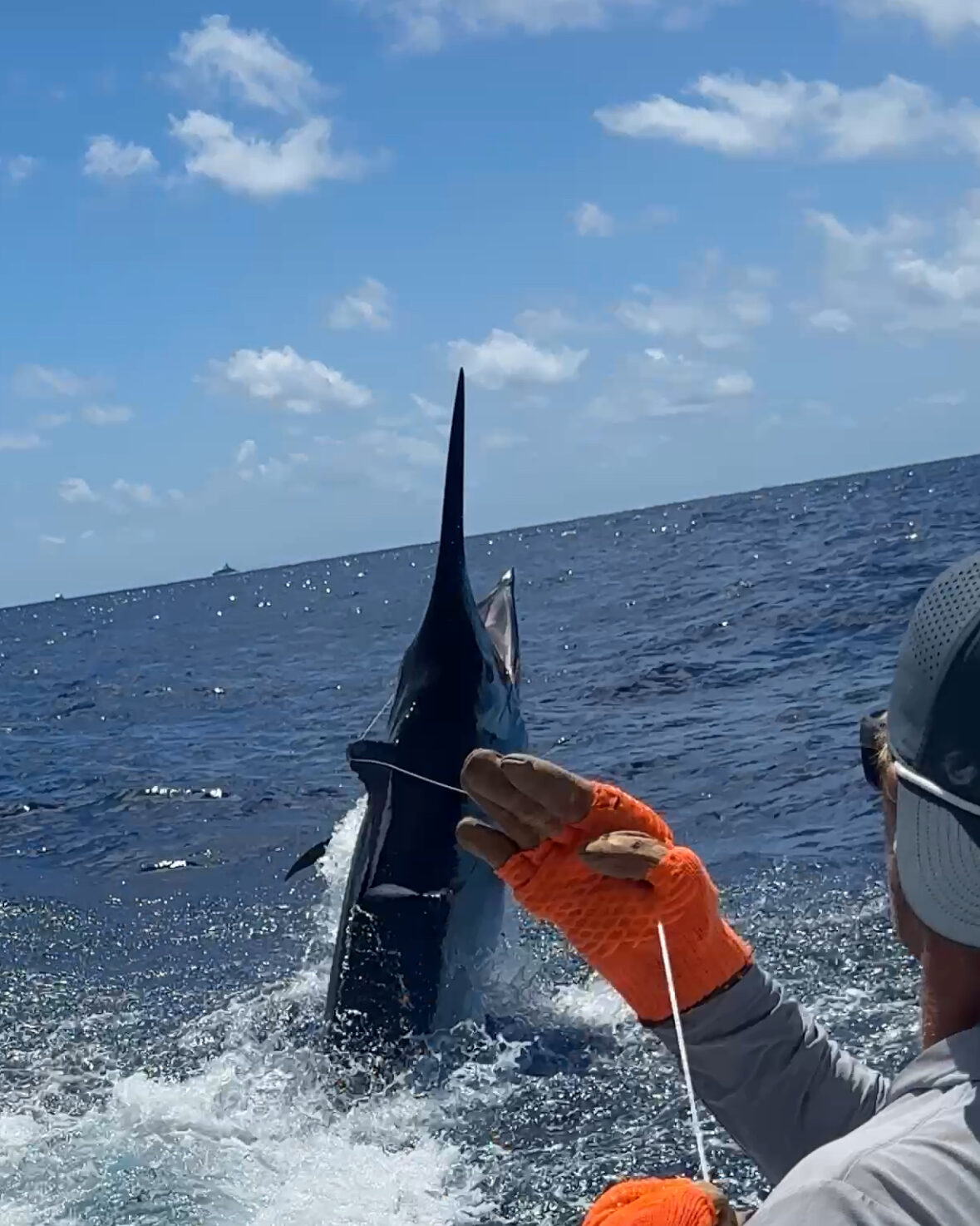A giant black marlin held boatside on the leader, bill raised to the sky, during release on the Great Barrier Reef